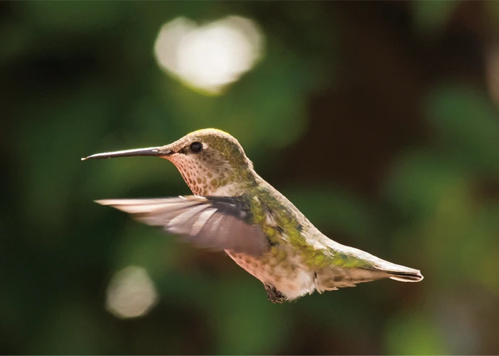 hummingbirds